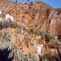 أفضل العروض ل كويبا ال باتاسيكا جوراف